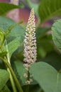 Phytolacca esculenta indian poke bush asian pokeweed flowering plant, group of white light pink flowers in bloom