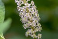 Phytolacca esculenta indian poke bush asian pokeweed flowering plant, group of white light pink flowers in bloom