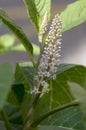 Phytolacca esculenta indian poke bush asian pokeweed flowering plant, group of white light pink flowers in bloom