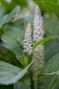 Phytolacca esculenta indian poke bush asian pokeweed flowering plant, group of white light pink flowers in bloom