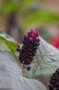 Phytolacca esculenta ripened fruits on stem