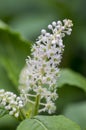 Phytolacca esculenta shrub in bloom, group of white flowers on branches on flowering bush