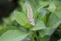 Phytolacca esculenta shrub in bloom, group of white flowers on branches on flowering bush