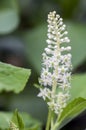 Phytolacca esculenta shrub in bloom, group of white flowers on branches on flowering bush