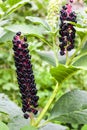 Phytolacca known as pokeweeds, pokebush, pokeberry, pokeroot or poke sallet berries closeup