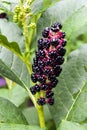 Phytolacca known as pokeweeds, pokebush, pokeberry, pokeroot or poke sallet berries closeup Royalty Free Stock Photo