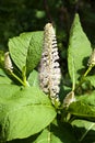 Phytolacca known as pokeweeds, pokebush, pokeberry, pokeroot or poke sallet flowers and foliage