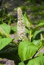 Phytolacca known as pokeweeds, pokebush, pokeberry, pokeroot or poke sallet flowers and foliage closeup