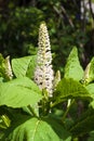 Phytolacca known as pokeweeds, pokebush, pokeberry, pokeroot or poke sallet flowers and foliage closeup Royalty Free Stock Photo