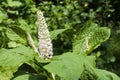 Phytolacca known as pokeweeds, pokebush, pokeberry, pokeroot or poke sallet flowers and foliage closeup