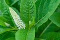 Phytolacca plant