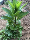Phytolacca Plant Royalty Free Stock Photo