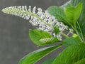 Phytolacca