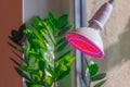 Phytolamp illuminates rooms not plants, replacing real daylight and sunlight Royalty Free Stock Photo