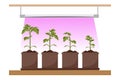 Phytolamp for plants and seedlings. Growing garden plants with purple light. Plant care. Vector illustration