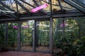 Phytolamps in greenhouse winter garden in autumn-winter time for plants grown instead sun. Royalty Free Stock Photo