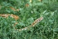 Phyton creeping in garden grass. Royalty Free Stock Photo