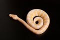 Phyton regius albine snake