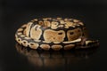 Phyton regius snake Royalty Free Stock Photo