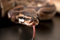 Phyton regius snake Royalty Free Stock Photo