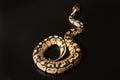 Phyton regius snake Royalty Free Stock Photo