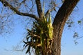 Phytoparasitism. Aechmea Bromeliifolia plant, Nature in Brazil, parasitic plant