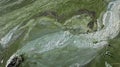 Phytoplankton population explosions cause algae blooms, lake pollution