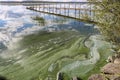 Phytoplankton population explosions cause algae blooms, lake pollution