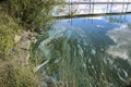 Phytoplankton population explosions cause algae blooms, lake pollution