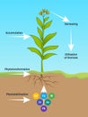 Phytoremediation. Phytotransformation Royalty Free Stock Photo