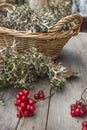 In a basket Icelandic moss Cetraria islandica and guelder-rose berries Royalty Free Stock Photo
