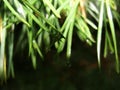 Blue moss on a tree branch in the forest. lichens on tree branch. abstract texture macro shot. Royalty Free Stock Photo