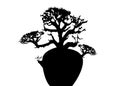 Boab or Baobab Tree Vector isolated, Andasonia tree silhouette icon. Australian baobab isolated on white background Royalty Free Stock Photo