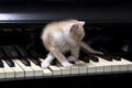 Piano cat Royalty Free Stock Photo