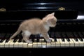 Piano cat Royalty Free Stock Photo