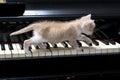 Piano cat Royalty Free Stock Photo