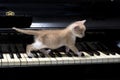 Piano cat Royalty Free Stock Photo