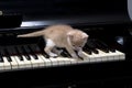 Piano cat Royalty Free Stock Photo