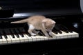 Piano cat