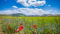 Piano Grande summer landscape, Umbria, Italy Royalty Free Stock Photo