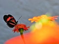 Piano key butterfly on Mexican sunflower Royalty Free Stock Photo