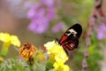Piano key butterfly on yellow flowers Royalty Free Stock Photo