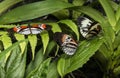 Piano key Heliconius Butterfly Royalty Free Stock Photo