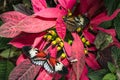 Piano key Heliconius Butterfly Royalty Free Stock Photo