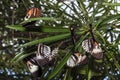 Piano key Heliconius Butterfly Royalty Free Stock Photo