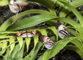 Piano key Heliconius Butterfly Royalty Free Stock Photo