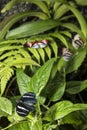 Piano key Heliconius Butterfly Royalty Free Stock Photo