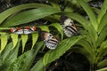 Piano key Heliconius Butterfly Royalty Free Stock Photo