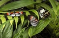 Piano key Heliconius Butterfly Royalty Free Stock Photo