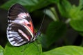 Piano key, heliconius melpomene Royalty Free Stock Photo